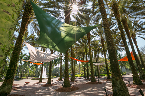 A photo of the canopies at the University of Miami Coral Gables campus.
