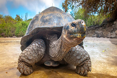 A stock photo of a Galapagos tortoise in on the Galapagos Islands off of the coast of Ecuador.