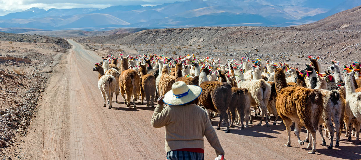A photo of a woman herding llamas in San Pedro de Atacama, Chile.