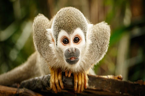 A stock photo of a squirrel monkey in Ecuador.
